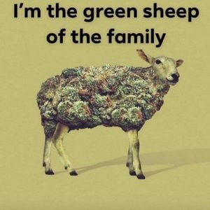 Meet your Posher, Merissa